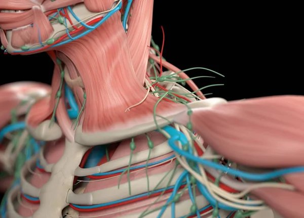 İnsan omuz anatomisi modeli — Stok fotoğraf