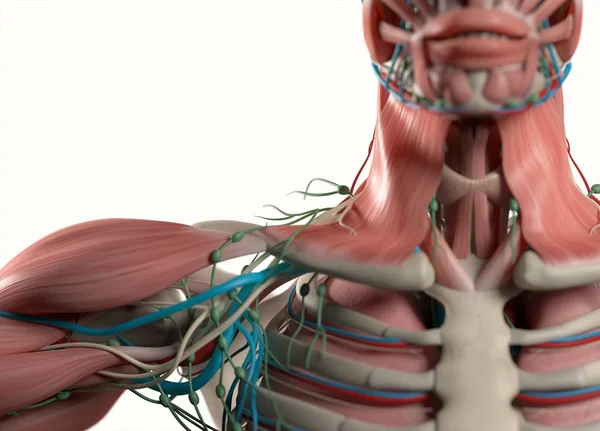 Модель анатомии плеч человека — стоковое фото