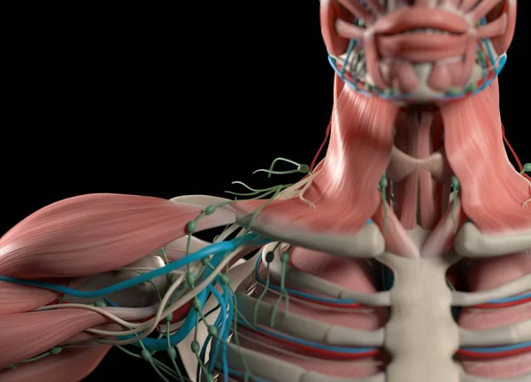 Modelo de anatomia do ombro humano — Fotografia de Stock