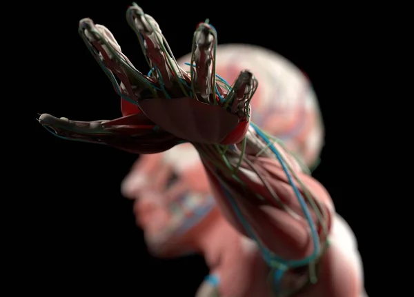 Mänsklig hand anatomi modell — Stockfoto