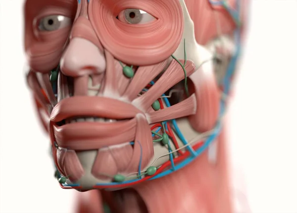 Mänskligt ansikte anatomi modell — Stockfoto