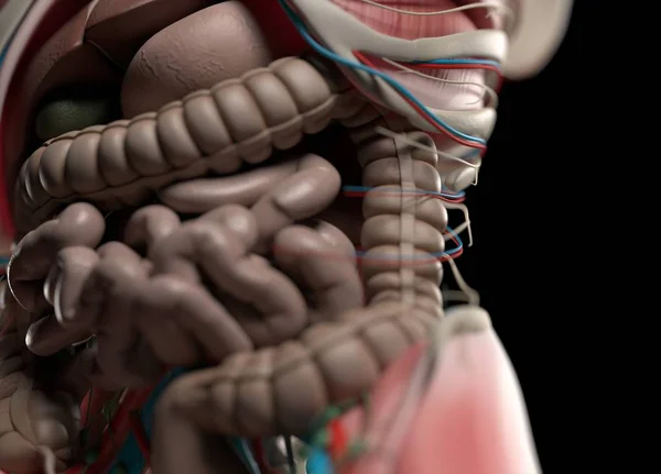 Modelo de anatomía del sistema digestivo humano — Foto de Stock