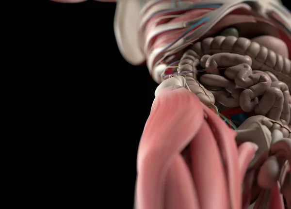 Modelo de anatomia do sistema digestivo humano — Fotografia de Stock