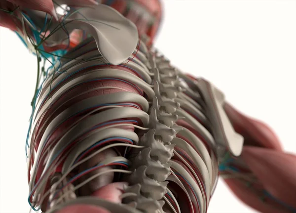 Модель анатомии спины человека — стоковое фото