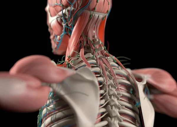 Human back anatomy model