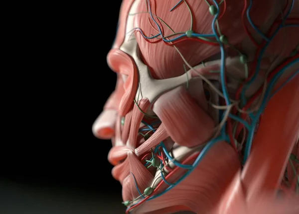 Modelo de anatomía facial humana — Foto de Stock