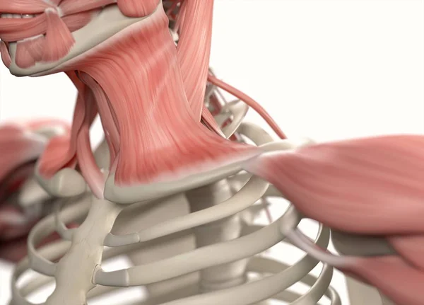 Modelo de anatomía del hombro humano —  Fotos de Stock