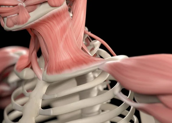 人体の肩の解剖モデル — ストック写真