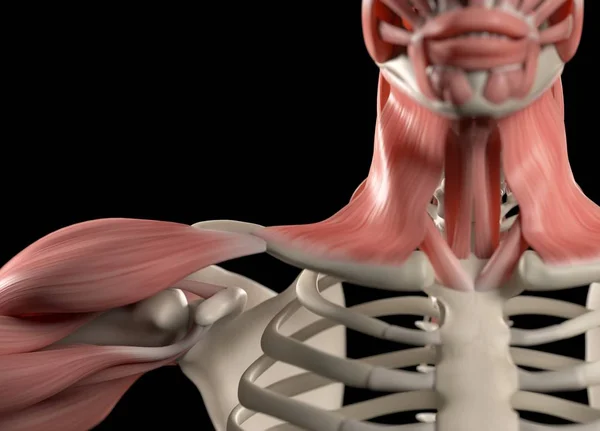 Human shoulder anatomy model — Stock Photo, Image
