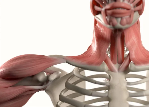 İnsan omuz anatomisi modeli — Stok fotoğraf