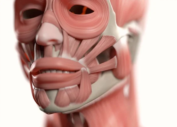 Lidská tvář anatomie model — Stock fotografie