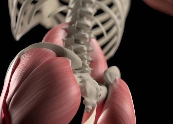 Menselijke wervelkolom en bekken anatomie model — Stockfoto