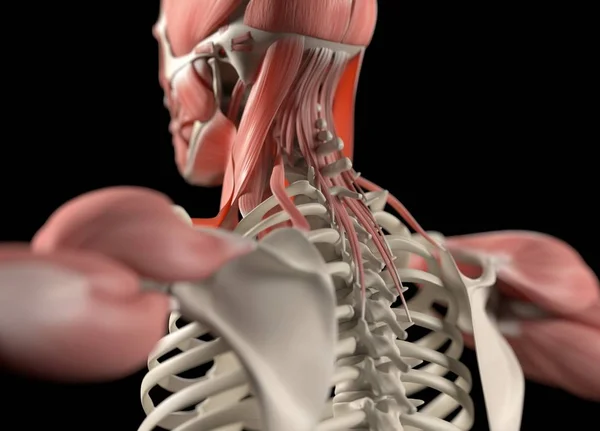 Modelo de anatomía de espalda humana —  Fotos de Stock
