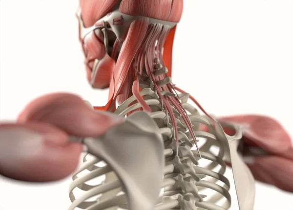 Terug anatomie model — Stockfoto