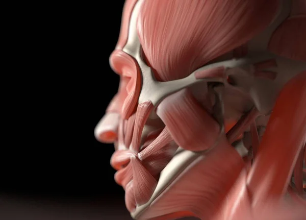 Modelo de anatomía facial humana — Foto de Stock