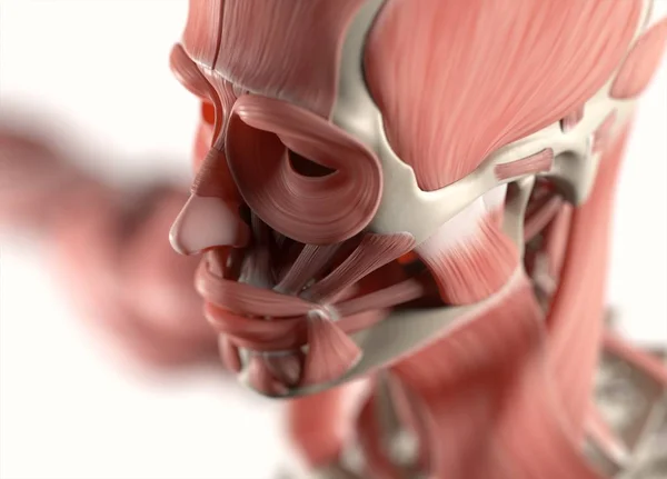 Modelo de anatomia da face humana — Fotografia de Stock