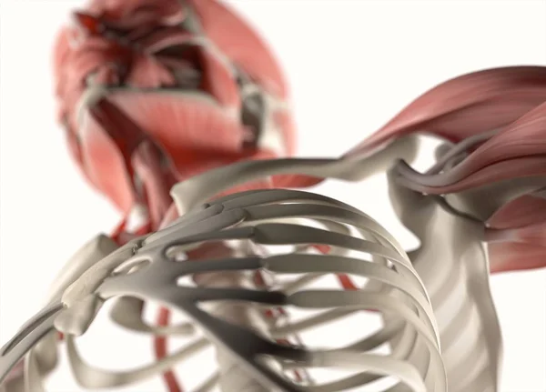 Modello anatomico di gabbia toracica umana — Foto Stock