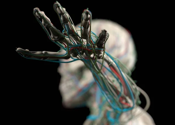 Sistemas vasculares y nerviosos del ser humano — Foto de Stock
