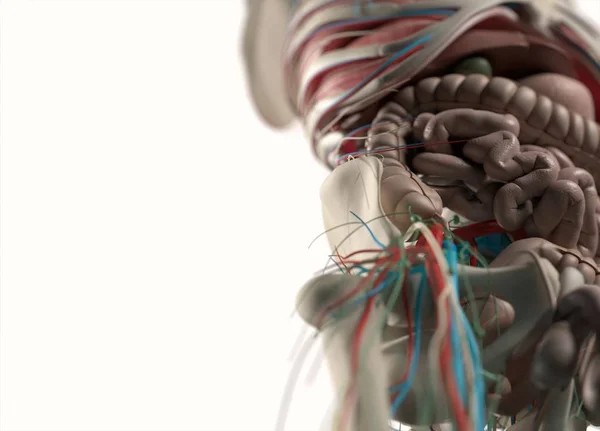 人間の血管と神経系 — ストック写真