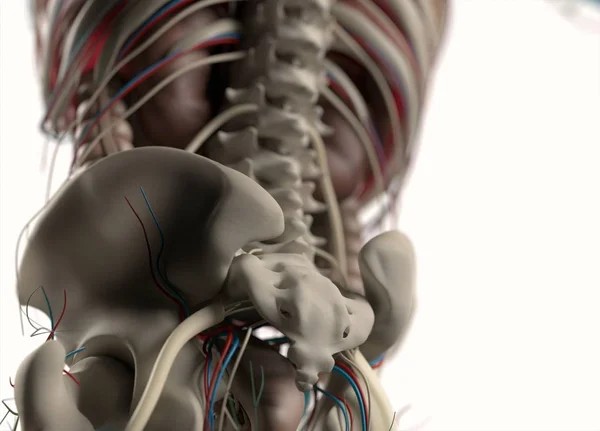 Vasculaire en nerveus systemen van mens — Stockfoto