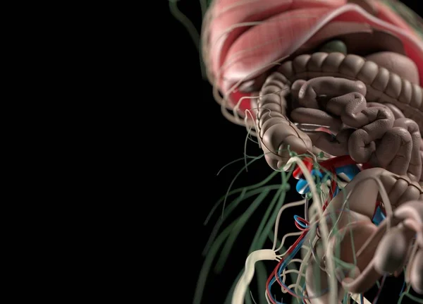 Órgãos humanos e sistema nervoso — Fotografia de Stock