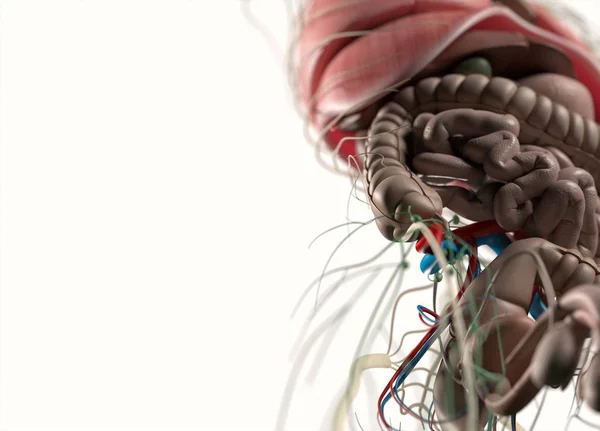 Organi umani e sistema nervoso — Foto Stock