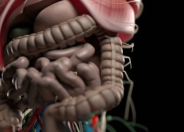 Human organs and nervous system — Stock Photo, Image