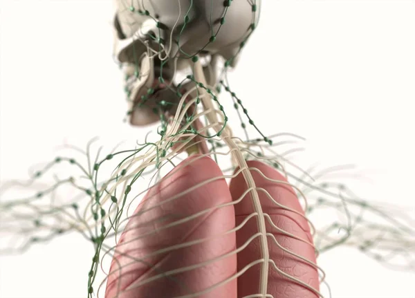 Human organs and nervous system — Stock Photo, Image