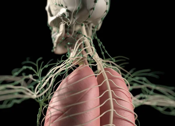 Mänskliga organ och nervsystem — Stockfoto
