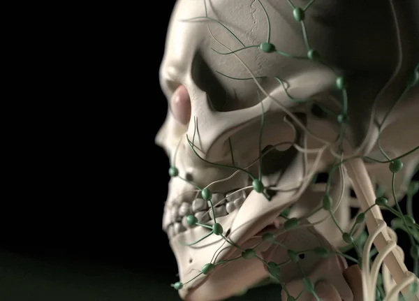 Crânio humano com nervos — Fotografia de Stock