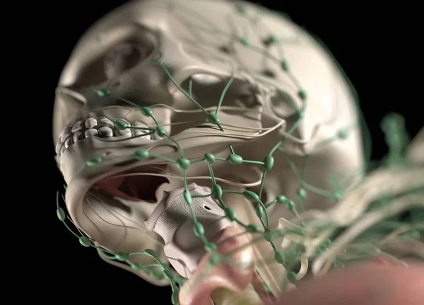 Human Skull with nerves — Stock Photo, Image