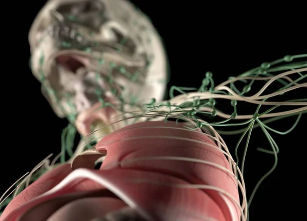 Sistema nervoso humano — Fotografia de Stock