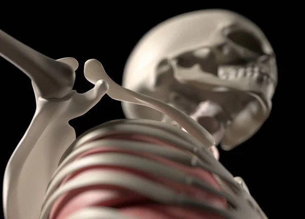 Human shoulder anatomy model — Stock Photo, Image