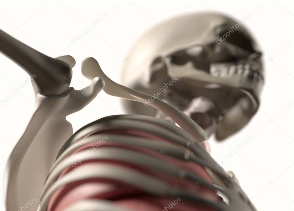 Human shoulder anatomy model