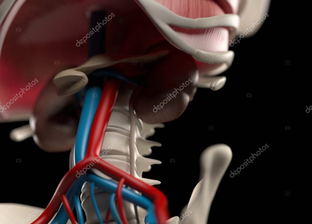 Human vascular system anatomy model — Stock Photo © AnatomyInsider