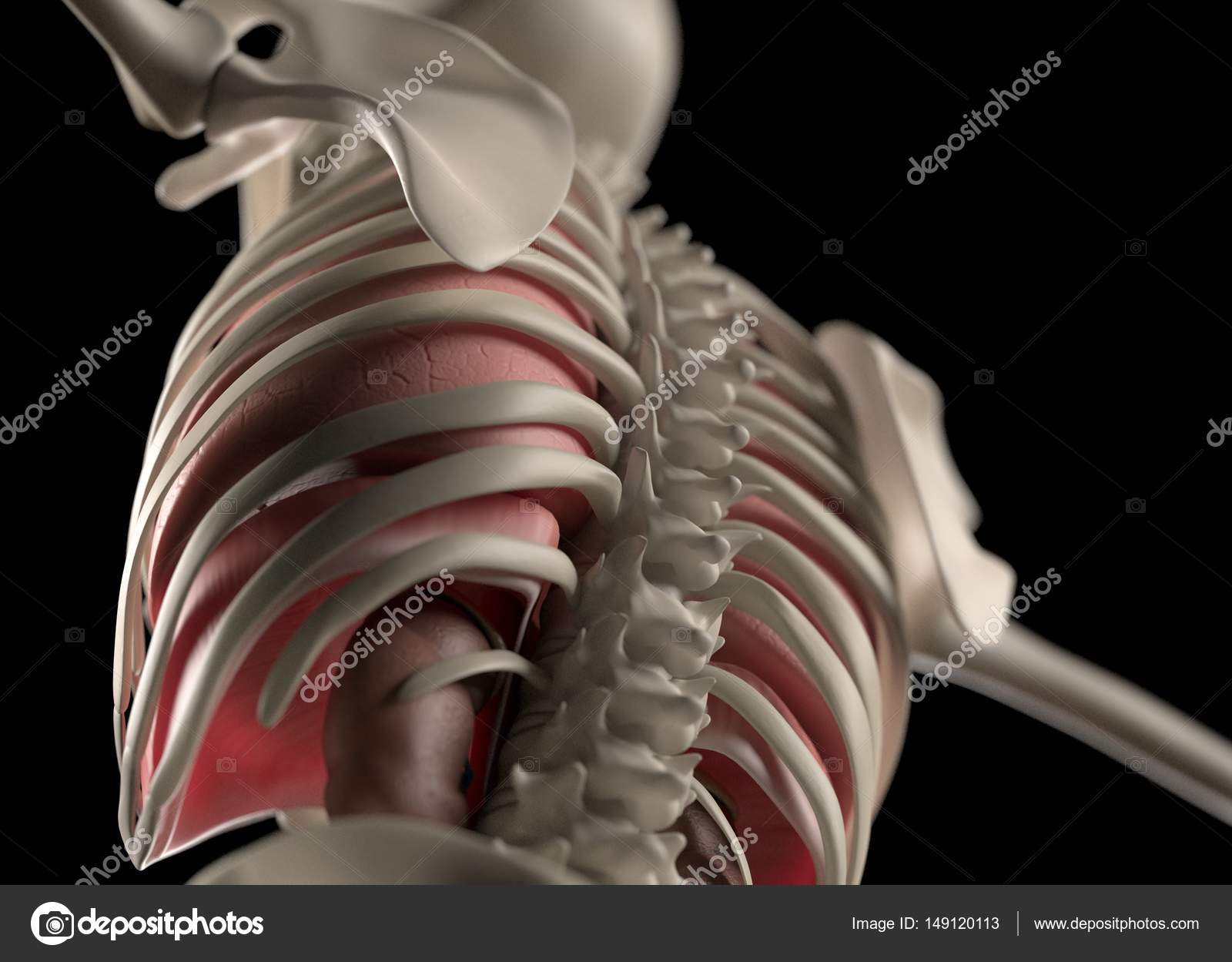 Human back anatomy model Stock Photo by ©AnatomyInsider 149120113