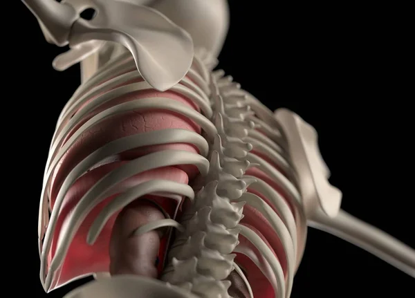 Human back anatomy model — Stock Photo, Image