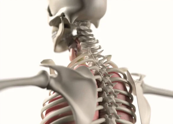 Human back anatomy model — Stock Photo, Image