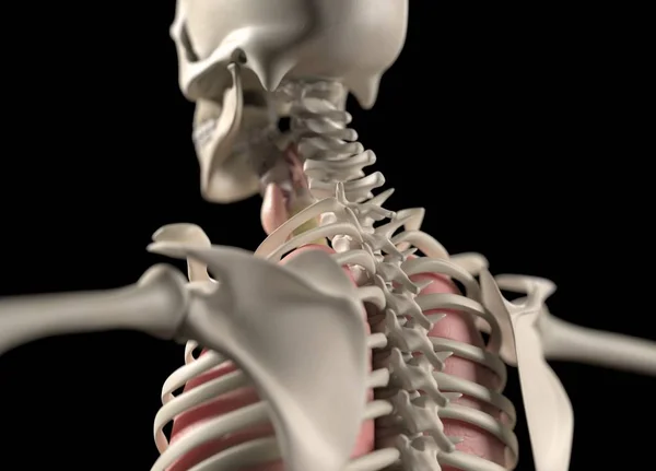 背中解剖モデル — ストック写真