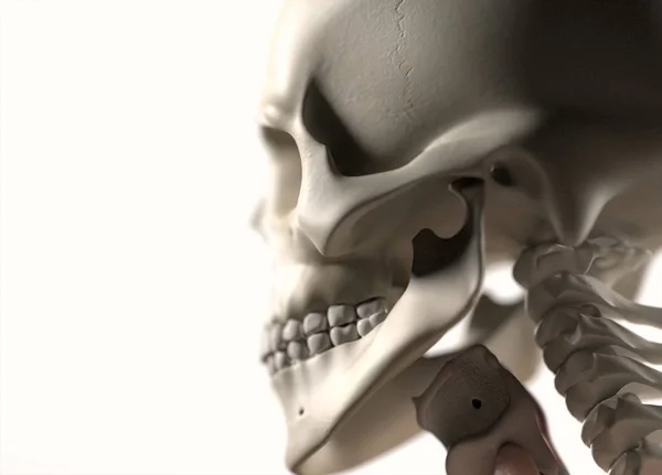 Modelo de anatomia do crânio humano — Fotografia de Stock