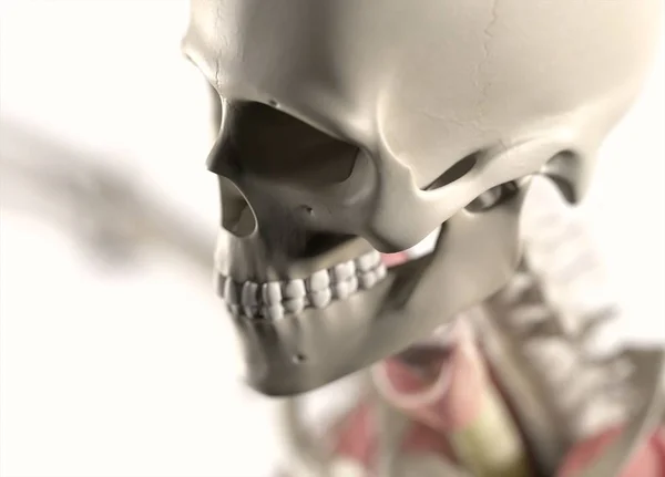 Модель анатомії людського черепа — стокове фото