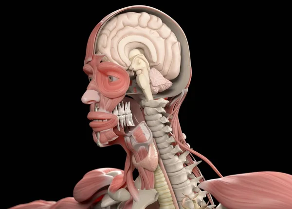 Анатомічна модель з напіввідкритим черепом — стокове фото