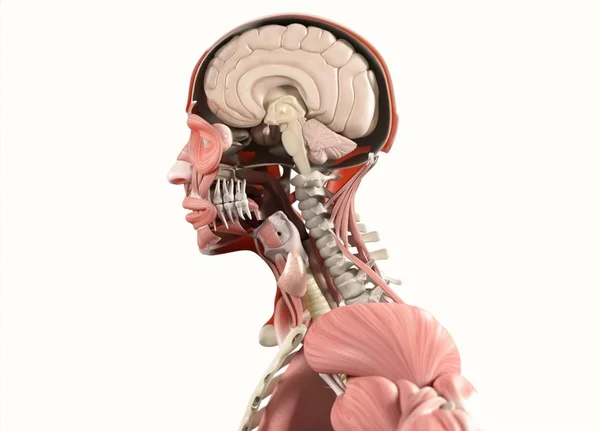 Anatomie model s polovinou otevřela lebka — Stock fotografie