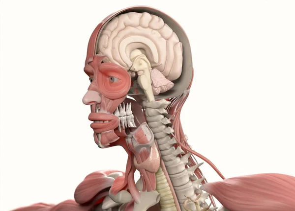 Анатомическая модель с полуоткрытым черепом — стоковое фото