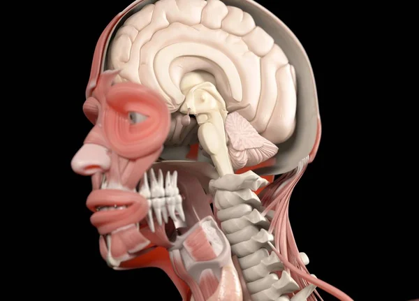 Anatomie model s polovinou otevřela lebka — Stock fotografie