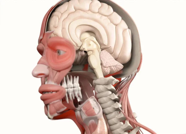 Modèle d'anatomie avec crâne à moitié ouvert — Photo