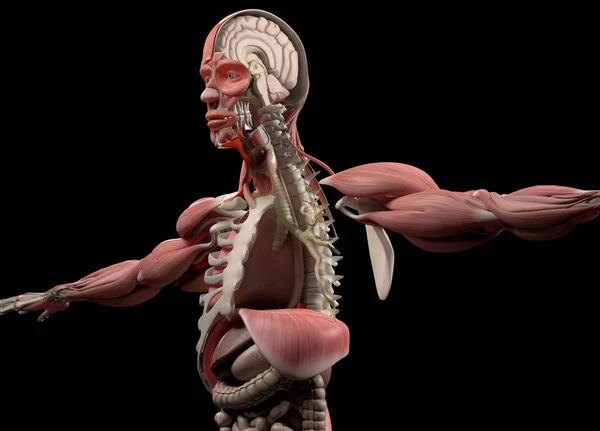 Helft mannelijk lichaam anatomie model — Stockfoto