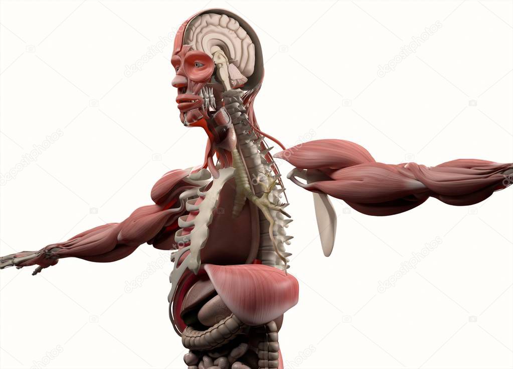 half male  body anatomy model