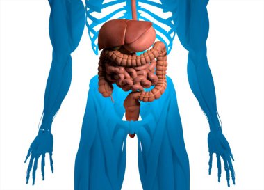 Sindirim sistemi anatomisi modeli
