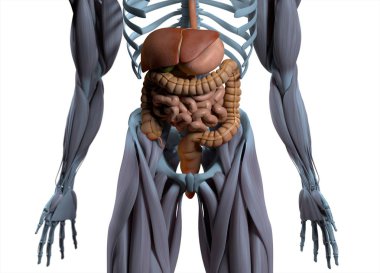 Digestive system anatomy model clipart